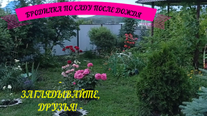 #сад#наш_сад#в-саду БРОДИЛКА ПО САДУ ПОСЛЕ ДОЖДЯ #цветение#розы#туя#нивяник#прогулка_по_саду