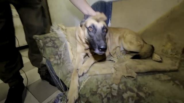 Стоит ли наказывать собаку? Как правильно воспитать и научиться понимать друг друга. смотреть онлайн