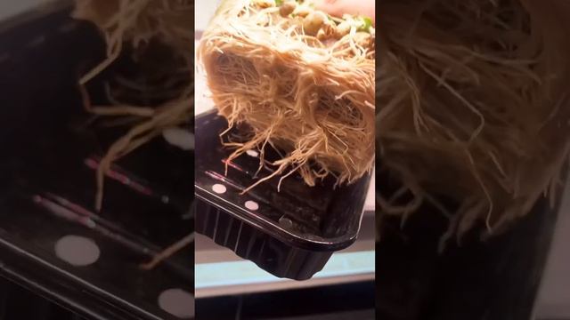 Нужны ли дырки в боксиках с микрозеленью? И если нужны, то зачем? смотреть онлайн