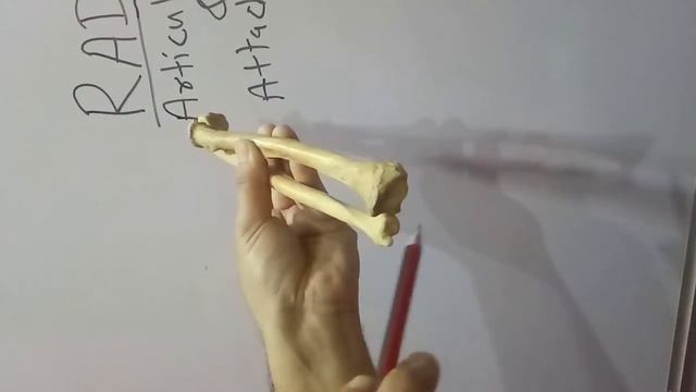 RADIUS PART-2 - ARTICULATIONS AND ATTACHMENTS BY DR MITESH DAVE смотреть онлайн