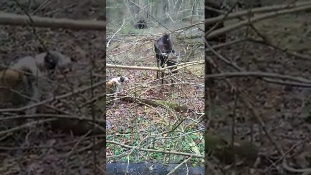 Охота на лося с западносибирской лайкой...БАРОН.Работа професора! смотреть онлайн