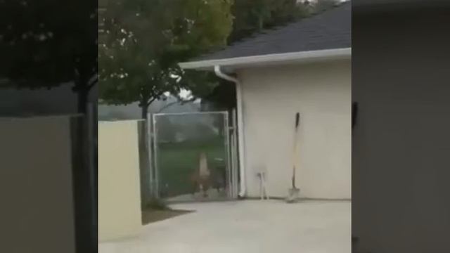 Боязнь Собак смотреть онлайн