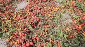 Tomato Heinz 1015 F1 yields 120 tons per hectare. 18/09/2023