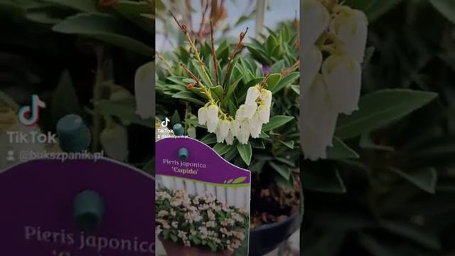 Pieris japonica Cupido смотреть онлайн