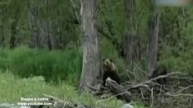 Что делать человеку при встрече с медведем рекомендуют сотрудники МЧС по ЕАО