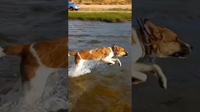 😎Заяц в деле😎 #dog #swimming смотреть онлайн