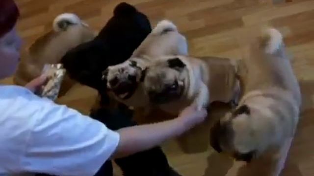 Особенности породы Мопс смотреть онлайн