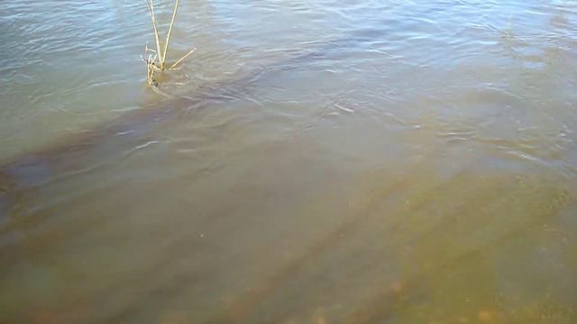 РАЗДИВ ЗАКОНЧИЛСЯ, ВОДА ПОШЛА НА УБЫЛЬ. 4 мая 2022 г. смотреть онлайн