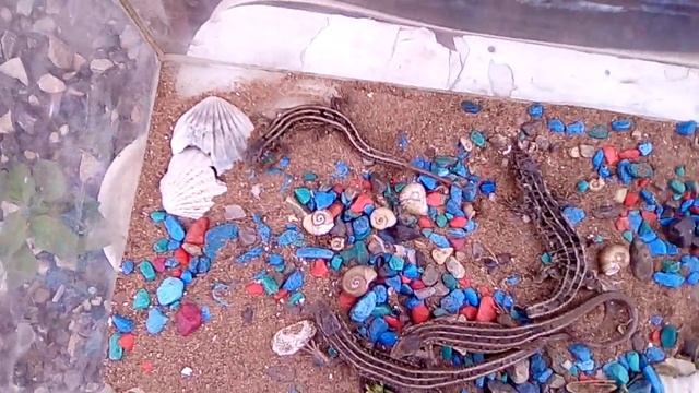 Как определить ящерицу по цвету смотреть онлайн