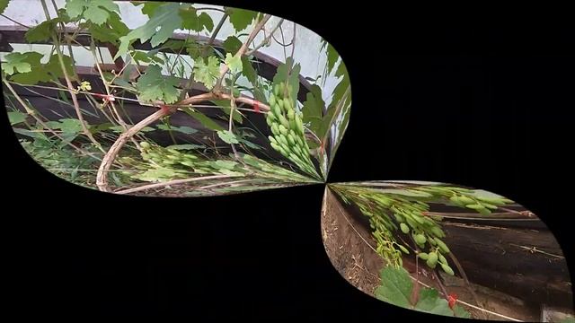 Растет и зреет виноград сортов Преображение, Талисман и Изюминка // Ripens grapes смотреть онлайн