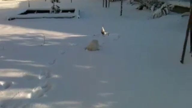 Летом серый, зимой белый смотреть онлайн