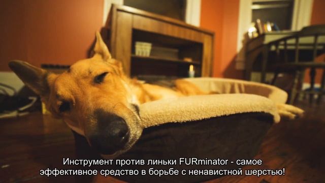 Как бороться с линькой?