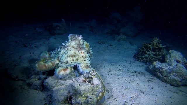 Октябрьское Южное сафари. Сент Джонс. Трейлер/October Safari/ Trailer смотреть онлайн