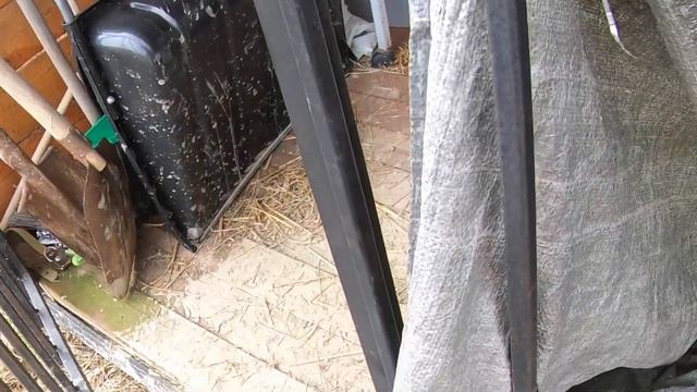 Бычьи хвосты лайкам