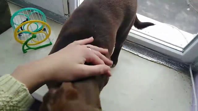 Влог [ ПРОВОЖУ ЦЕЛЫЙ ДЕНЬ С СОБАКОЙ ] смотреть онлайн