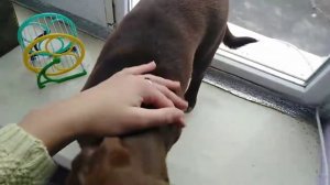 Влог [ ПРОВОЖУ ЦЕЛЫЙ ДЕНЬ С СОБАКОЙ ]