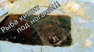РЫБА КИШИТ ПОД НОГАМИ!!! ЕЛЕ ПОДНИМАЮ ПАУК.Рыбалка на паук в секретном ручье!