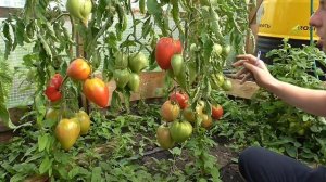 ТОМАТ МАЛИНОВЫЙ РАССВЕТ