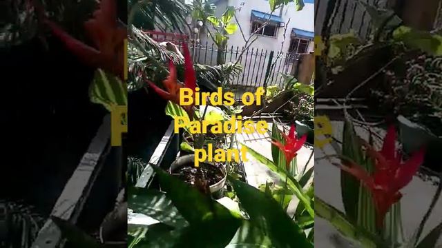 Bird Of Paradise A Tropical Plant