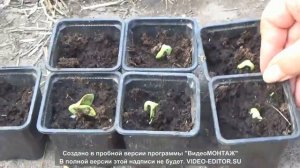 ПОСЕВ ГОЛОСЕМЯННОЙ ТЫКВЫ