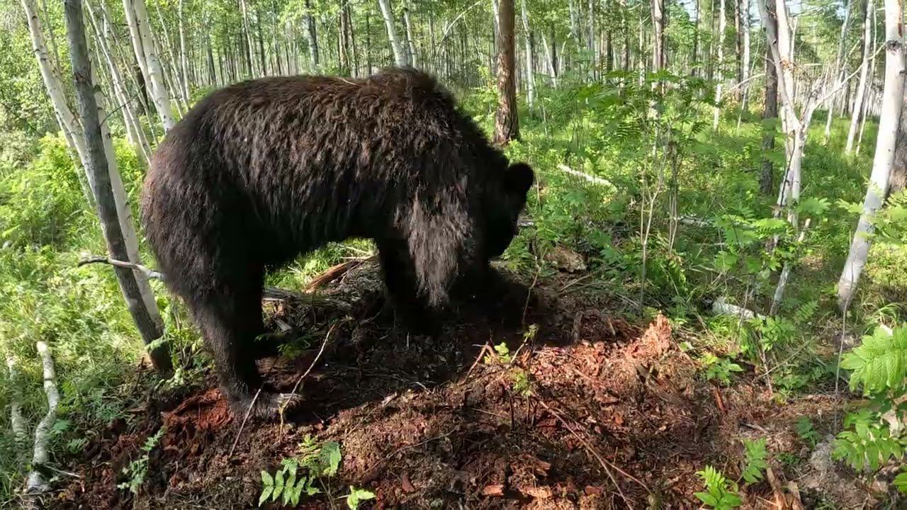 Буржуй приглашает маму купаться. смотреть онлайн