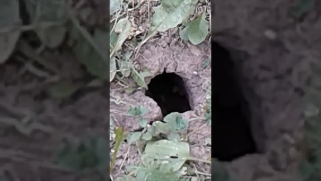 Земляные осы смотреть онлайн