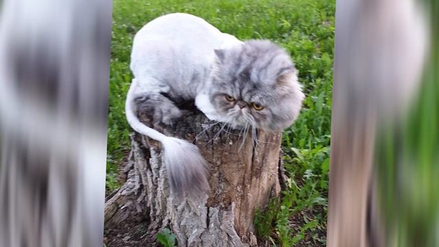 Персидский кот смотреть онлайн