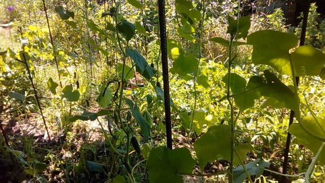 Огурцы Арктика под грецким орехом смотреть онлайн
