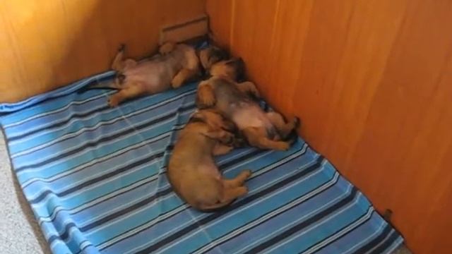 щенки спят смотреть онлайн