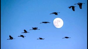 Марк Бернес - "Журавли"