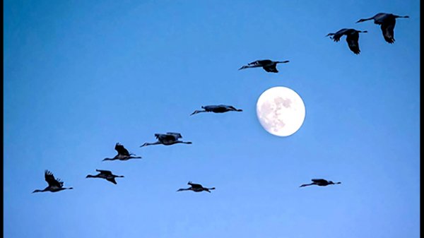 Марк Бернес - "Журавли"