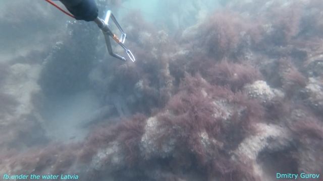 Особенности подводной охоты на балтийском море. Zemūdens medības īpatnības baltijas jūra . смотреть онлайн