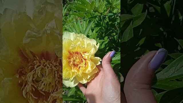 Ито -пион Бартзелла 02.06.23 смотреть онлайн