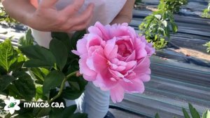 Juliska peony. Юлиска пион. Пулков сад