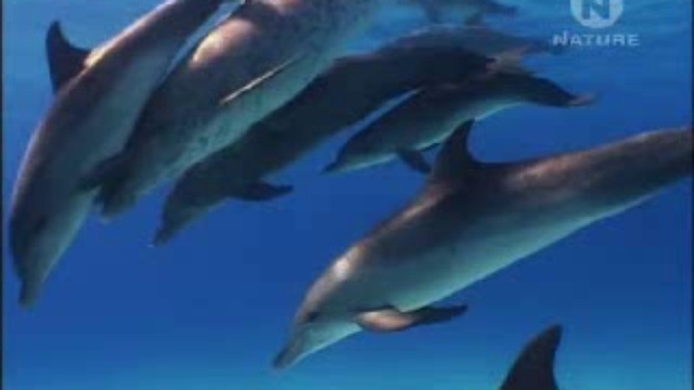 Защитник дельфинов смотреть онлайн