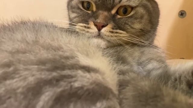 Злой кит смотреть онлайн