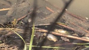 Замор рыбы. Весенний замор рыбы, почему так происходит? Воронежская область.