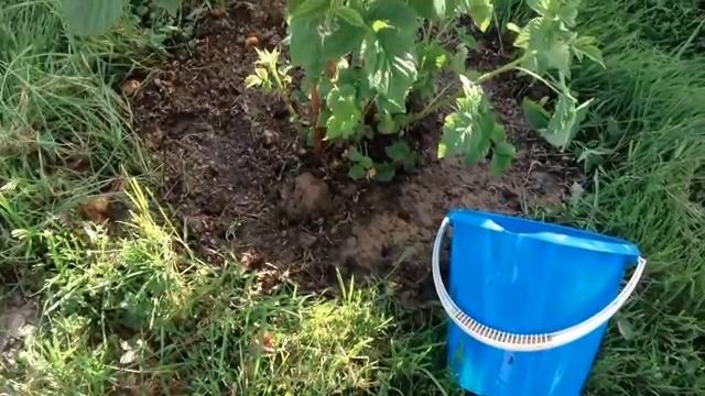 Малина. Уход за малиной в начале лета.mp4 смотреть онлайн