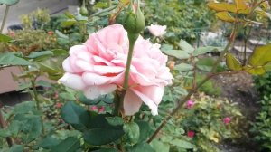 Шрабовая роза Элизабет Стюарт.