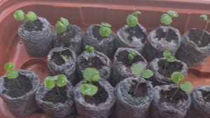 Выращивание ампельного импатиенса (Бальзамина) из семян. От посева бальзамина до его пикировки.