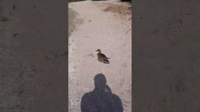 Любопытная утка залива Куршесхаф Заливино Калининградская область Куршский залив смотреть онлайн