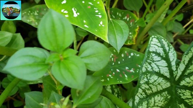 ¡¡Todo sobre los caladium!! #caladium #Caladio смотреть онлайн