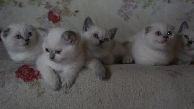 00182 Шотландские котята. смотреть онлайн