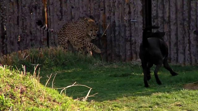 Cheetah Savanna and Dog Max Last Play Day - Cincinnati Zoo смотреть онлайн