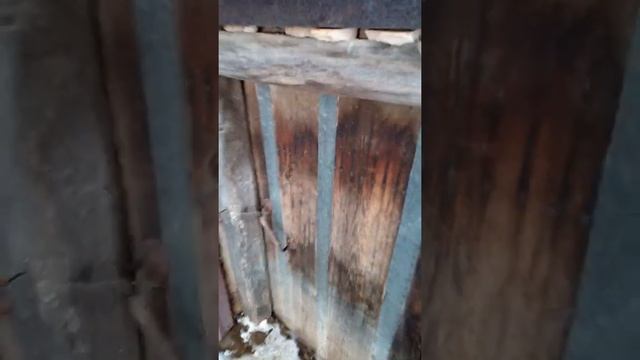 Где живут свиньи. Нас завалило снегом смотреть онлайн