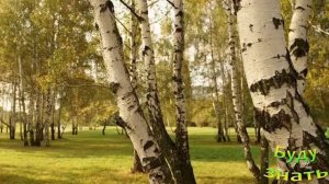 Почему у БЕРЕЗЫ ствол БЕЛЫЙ? Почему выделяется?
