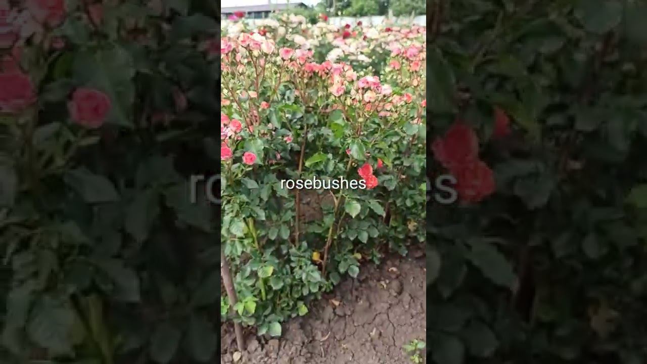 Чайно-гибридные и розы СПРЕЙ rosebushes.ru смотреть онлайн