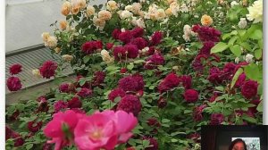 Клематисы, плетистые розы 2015