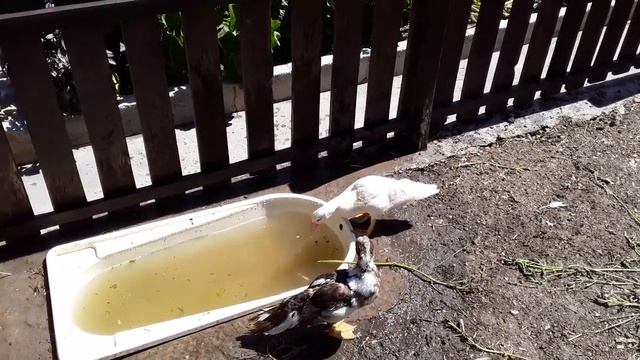 Можно Ли Кормить Уток ... ? смотреть онлайн