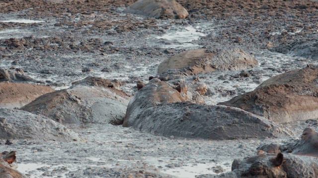 Hippos In The African Savanna